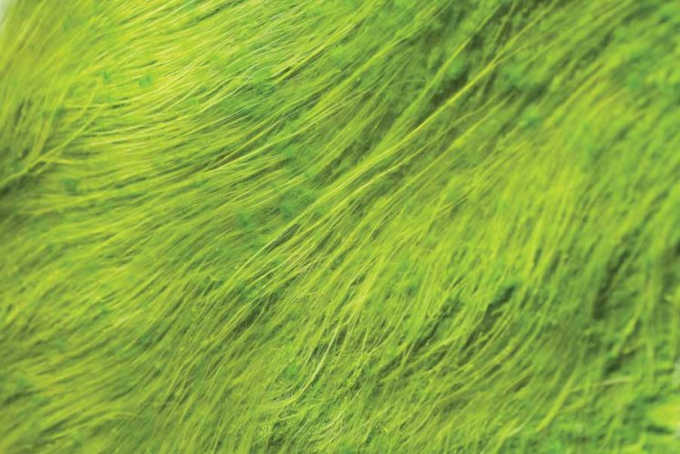 Algae Effects: Positive Role Algae Plays with Livestock Manure